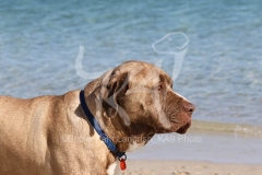 Mastiff - English