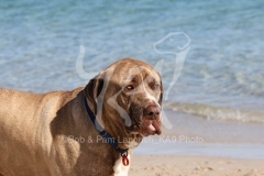 Mastiff - English