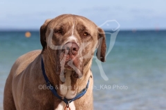 Mastiff - English