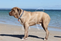 Mastiff - English