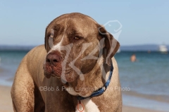 Mastiff - English