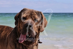 Mastiff - Neapolitan