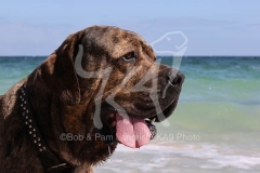 Mastiff - Neapolitan