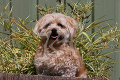 Dog