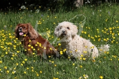 Mixed Breeds