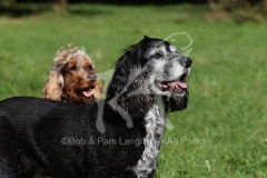 Mixed Breeds