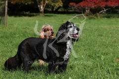 Mixed Breeds