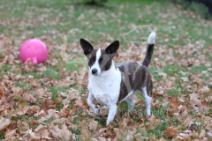Dog