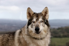 Northern Inuit