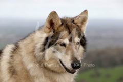 Northern Inuit