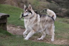 Northern Inuit