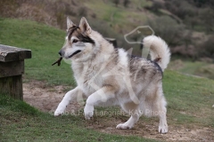 Northern Inuit