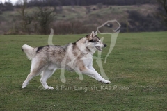 Northern Inuit