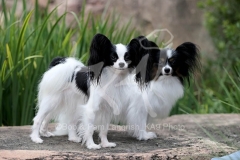 Papillon