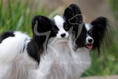 Papillon