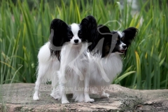 Papillon