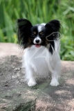 Papillon