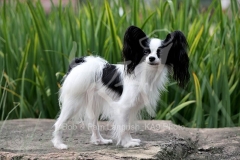 Papillon