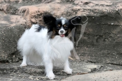 Papillon