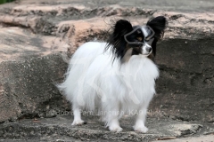 Papillon