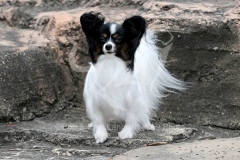 Papillon