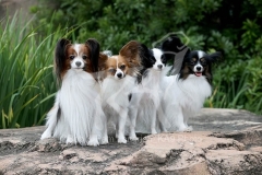 Papillon