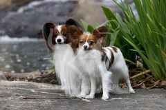Papillon