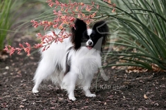 Papillon