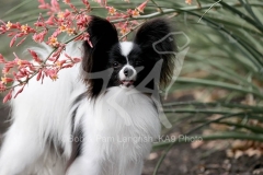 Papillon