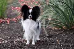 Papillon