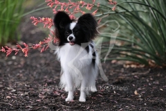 Papillon