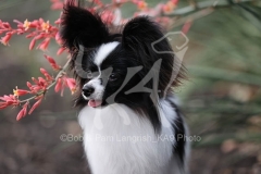 Papillon
