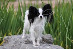 Papillon
