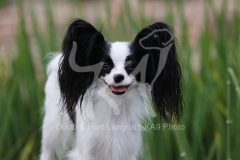 Papillon