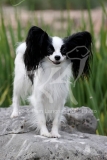 Papillon
