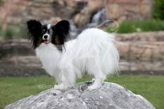 Papillon