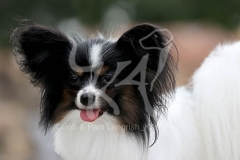 Papillon