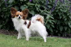 Papillon