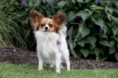 Papillon