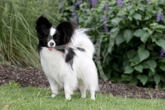 Papillon