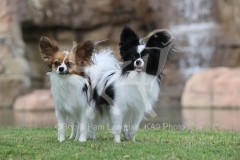 Papillon