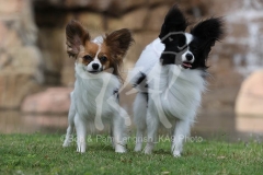 Papillon