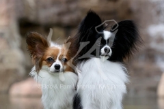 Papillon