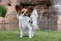 Papillon