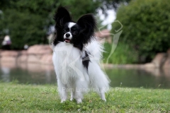 Papillon