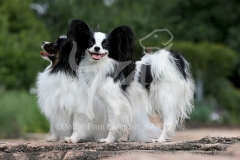 Papillon