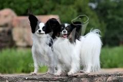 Papillon