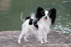 Papillon
