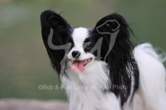 Papillon