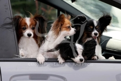 Papillon